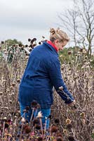 Liz Mobbs of Southwold Flower Company cutting dried flower heads for autumnal floral arrangement