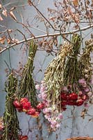 Bunches of harvested dried flowers inc everlasting flowers  hanging from tree branches