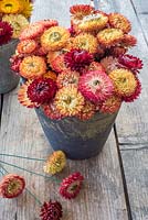 Everlasting flowers with wired flowers for crafting - Helichrysum bracteatum