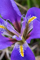Iris unguicularis 'Mary Barnard'
