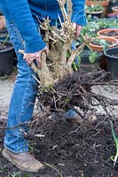 Gardener digging up an old weigela plant root