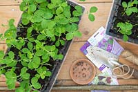 Lathyrus odoratus -  Sweet pea seedlings