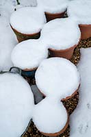 Pots of planted tulips covered in snow. 