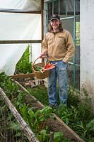 Man with basket of freshly harvested Beta vulgaris 'Bright Lights' - 'Bright Lights' Swiss Chard in greenhouse. 