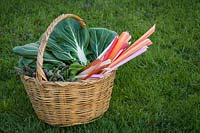 Basket of harvested vegetables including Asparagus, Swiss chard and Pak Choi.