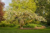 Malus domestica - Blooming Apple tree at sunset