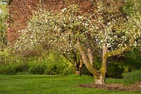Malus domestica - Blooming Apple tree at sunset. 