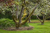Malus domestica - Apple tree in bloom