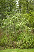 Sambucus racemosa, Ribes sanguineum, Rubus parviflorus, Acer circinatum - Red Elderberry blooming above Red-flowering Currant, Thimbleberry, and Vine Maples in woodland border.