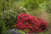 Spring border with Rhododendrons, Ajuga reptans and Sambucus racemosa - Red Elderberry.
