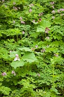 Trillium ovatum and Dicentra formosa - Western Trilliums, fading to pink, among Pacific Bleeding Heart in spring border. 