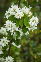 Amelanchier alnifolia - Western Serviceberry