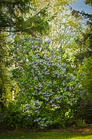 Syringa vulgaris - Common Lilac