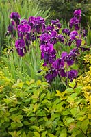 Iris germanica cv. and Spiraea japonica 'Limemound' 