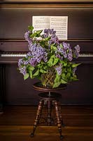 Syringa vulgaris - Large vase of purple Lilacs on piano stool