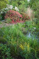 Carex elata 'Bowles Golden', Rhododendron cvs. at edge of small pond with Rhododendrons in the background