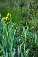 Iris pseudacorus, Menyanthes trifoliata - Yellow Flag Iris frames Buckbean