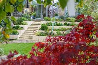 Low maintenance  city garden - stepped beds and stairs,  Acer palmatum 'Bloodgood'