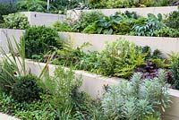 Low maintenance city garden planting evergreens such as Euonymus japonicus, Ferns, Sarcococca and Heuchera with stepped raised beds