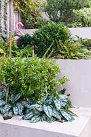 Low maintenance city garde nwith planting of evergreens such as Sarcococca and Pulmonaria