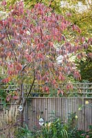 Ornamental cherry tree in autumn colour 
