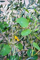 Tropaeolum - Nasturtium and Olea - Olive tree 
