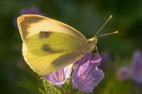 Large White butterfly on Echium