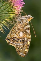 Painted Lady butterfly recently emerged pupa