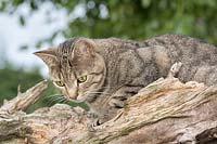 Tabby Cat - attentive on tree stump