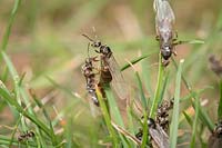 Black garden ants - winged females and males