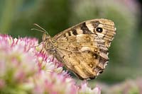 Pararge aegeria - Speckled Wood Butterfly on Sedum 