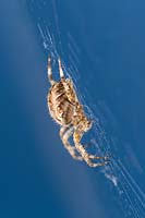 Araneus diadematus - Garden Spider in web. 