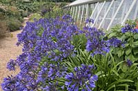 Agapanthus 'Navy Blue' - African Lily