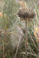 Dewy Garden spider webs on Allium Seedhead