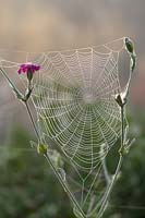 Dewy Garden spider webs on Rose campion.
