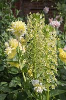 Eucomis pole-evansii 'Goliath' - Pineapple lily 'Goliath' with yellow dahlias