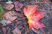 Acer pseudoplatanus - Sycamore - leaf on ground