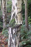 Moss growing on Betula - Silver Birch - trunk