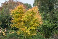 Acer palmatum 'Sango kaku' - Japanese Maple - in a border 