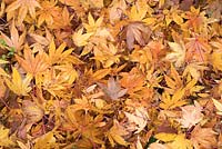 Acer palmatum - Japanese Maple - fallen leaves 