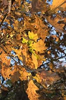 Quercus robur - Oak - leaves on tree