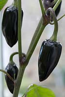 Capsicum 'Hungarian Black' - Chilli Pepper