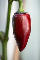 Capsicum 'Hungarian Black' - Chilli Pepper - ripening from red to black, September
