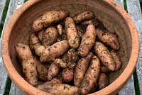 Solanum 'Pink Fir Apple' - Potato -  harvested tubers in a terracotta pot