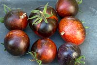 Solanum 'Blue Fire' - Heirloom Tomato - picked fruits