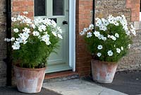 Cosmos bipinnatus 'Sonata White' in pots either side of front door