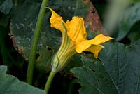 Cucurbita 'Tromboncino' - Zucchetta Squash - flower 