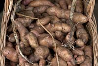 Solanum 'Pink Fir Apple' - Potato - harvested tubers in a wicker basket 