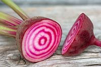 Beta vulgaris 'Chioggia' - Beetroot - root cut open to show red and white rings 