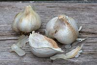 Allium ampeloprasum - Elephant Garlic